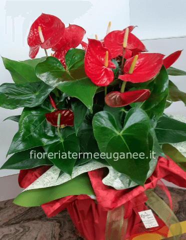 Pianta di anthurium grande