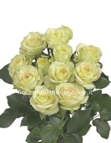 Rose » Fiori a Torreglia e Terme Euganee. Fiorista a Torreglia per  acquisto, invio e consegna a domicilio di fiori e piante a Torreglia e  Terme Euganee.