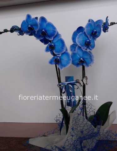 pianta phalenopsis blu
